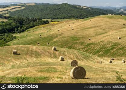 Rural landscape near Volterra, Pisa, Tuscany, Italy, at summer. Fields