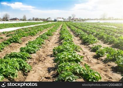 Rural landscape of plantation field of young potato bushes on a sunny day. Agroindustry, cultivation. Farm for growing vegetables. Fresh green greens. Plantation on fertile Ukrainian black soil.