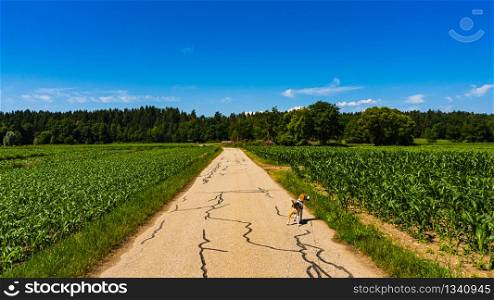 Rural landscape. Road through fields leading to forest in summer.. Beagle dog on walk on road in fields .