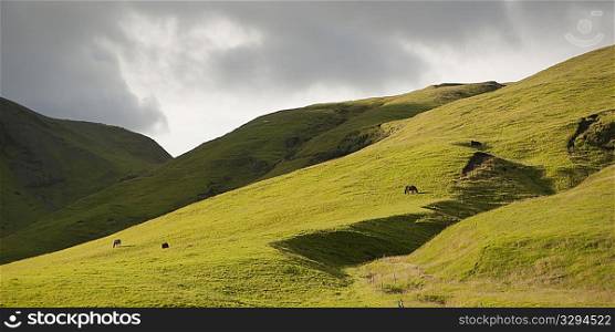 Rural landscape, rolling hills, horses grazing on pastureland