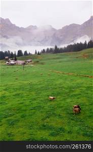 Rural landscape scenery with cows on green grass field at the village of Engelberg on the Swiss alps, foot of mount Titlis