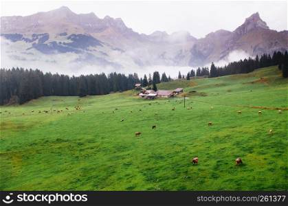 Rural landscape scenery with cows on green grass field at the village of Engelberg on the Swiss alps, foot of mount Titlis