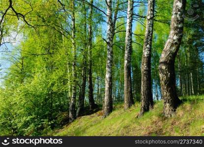 Rural landscape, the young leaves of the birches, the beginning of May.