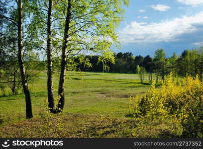 Rural landscape, the young leaves of the birches, the beginning of May.