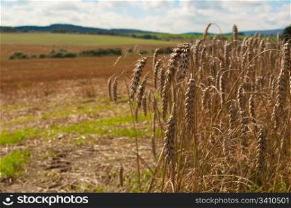 Rural Landscape - Wheat on Harvested Agricultural Field and Blue Sky