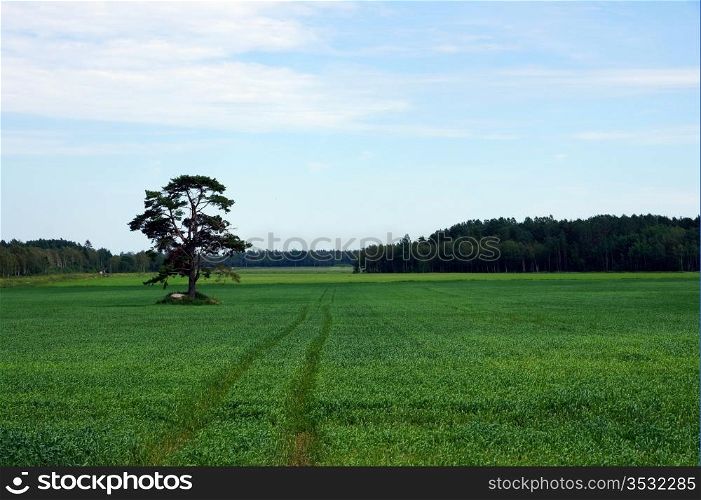 Rural landscape with a tree and a green field