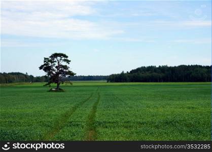 Rural landscape with a tree and a green field