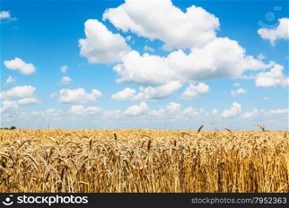 rural landscape with ears of ripe wheat in field under blue sky with white clouds