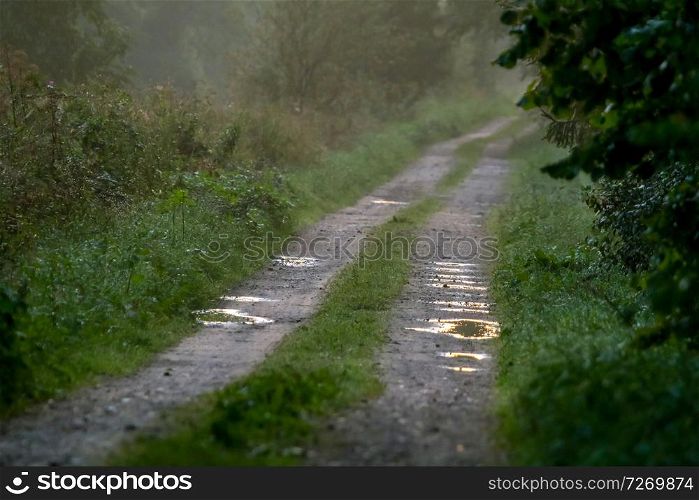 Rural landscape with empty countryside dirt wet road. Dirt road leading through foggy forest in Kemeri. Puddles on the country road in Latvia. Puddles on the country woods road in foggy morning.
