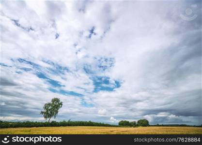 Rural landscape with grain on a field on a cloudy day in the summer