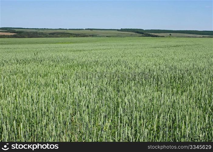 Rural landscape with green wheat fields and forests in the distance