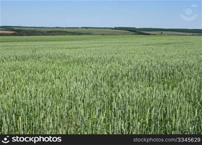 Rural landscape with green wheat fields and forests in the distance