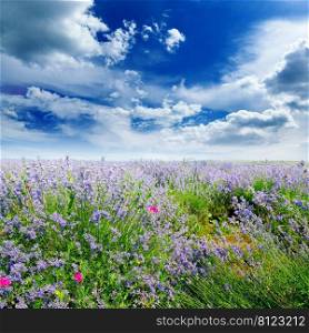 Rural landscape with summer lavender field and bright blue sky.
