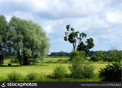 Rural landscape with trees and the sky