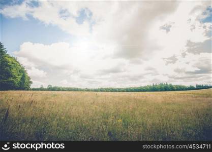 Rural landscape with wildflowers on a meadow