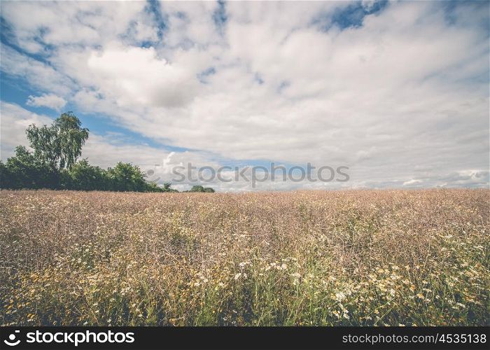 Rural landscape with wildflowers on a meadow