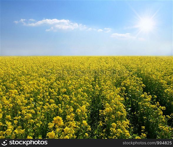 Rural landscape with yellow rape, rapeseed or canola field. Beautiful natural background.