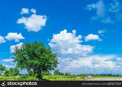 rural meadow with the ground and Tree green leaves on with fluffy clouds blue sky daylight background.