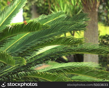 rural Mediterranean landscape with palm