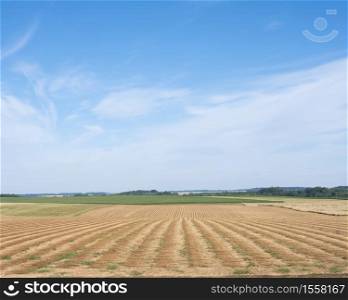rural open landscape of northern french pasrt nord pas de calais under blue sky in summer