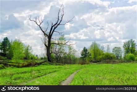 Rural path through a spring green meadow near dry bare tree against the background of wood and clouds.. Dry Bare Tree Among Spring Greens