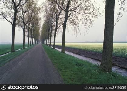 Rural Path Through Rows of Trees