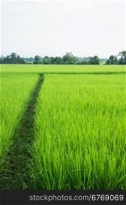 Rural rice field green grass, stock photo