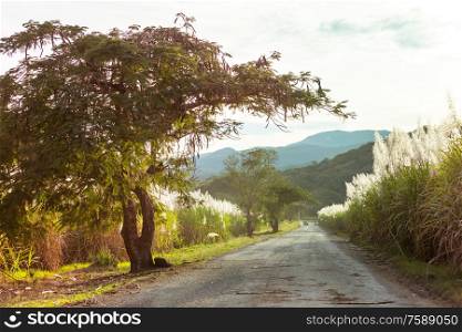 Rural road along sugar cane fields in mountains, Mexico