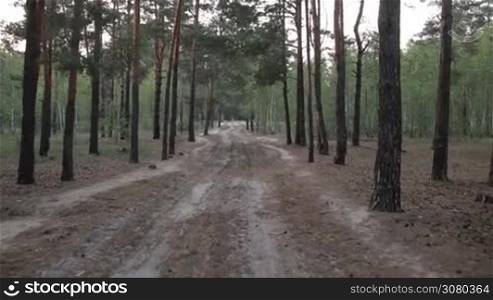 Rural road among pine forest on summer day. Empty dirt country road runs through the wood over beautiful landscape background. Slow motion. Steadicam stabilized shot.