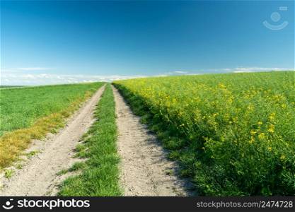 Rural road and rape field on the hill, Staw, Poland