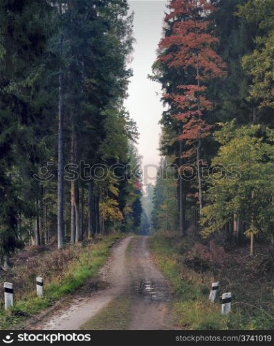 Rural road at autumn forest of Lithuania. Mist in early morning.