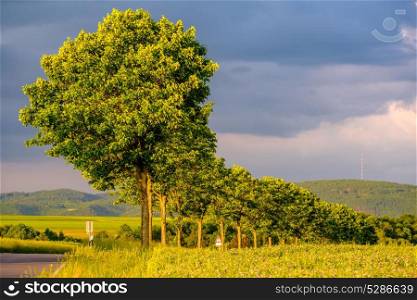 Rural road between fields in warm sunshine under dramatic sky, fresh vibrant colors, at Rhine Valley (Rhine Gorge) in Germany