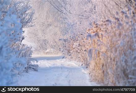 rural road covered with snow, frosted trees