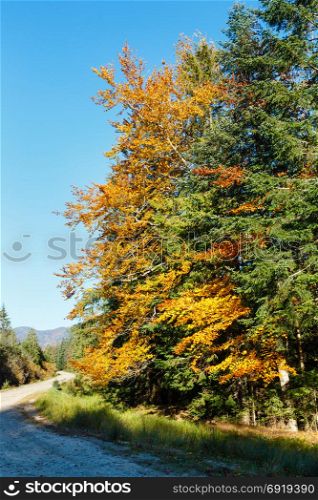 Rural road in autumn Carpathian Mountains (Guta, Ivano-Frankivsk oblast, Ukraine).