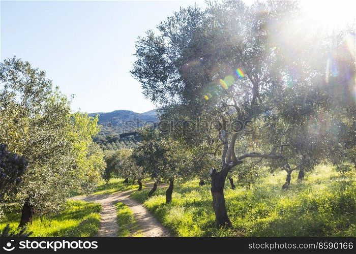 Rural road in olive garden