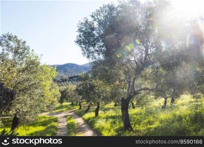 Rural road in olive garden