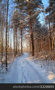 rural road in pine wood