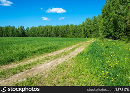 Rural road on the edge of green fields and yellow daisies on a Sunny summer day.