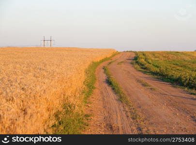 Rural road. Road to a field of wheat in sunset light