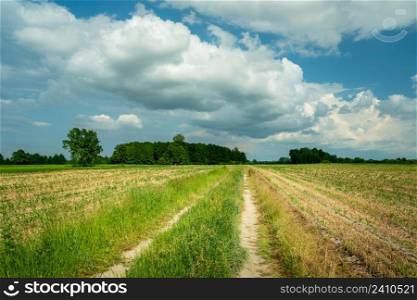 Rural road through field and white clouds at the sky, Nowiny, Lubelskie, Poland