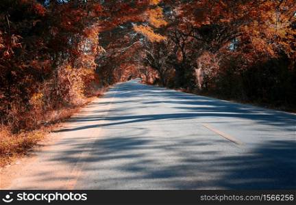 Rural road with Autumn trees on both sides during.