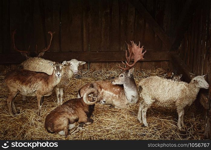 Rural scene - Animals in the barn. Animals in the barn