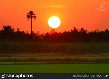 rural scene, beautiful sunset over the paddy field