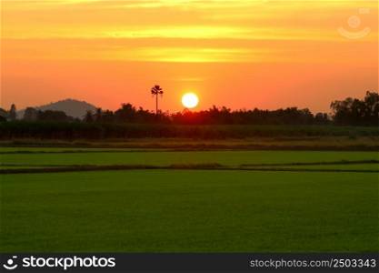 rural scene, beautiful sunset over the paddy field