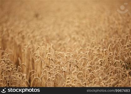 Rural scenery. Background of ripening ears of wheat field and sunlight. Crops field. Selective focus. Field landscape. Rural scenery. Background of ripening ears of wheat field and sunlight. Crops field. Selective focus. Field landscape.