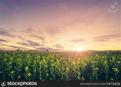 Rural scenery in the sunrise with a yellow rapeseed field in the morning