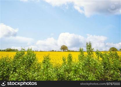 Rural summer scene with a yellow canola field under a blue sky with green plants in the front