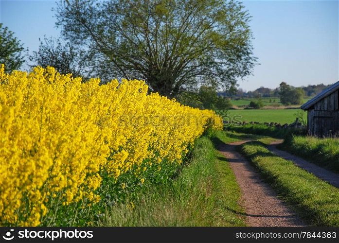 Rural tracks by a blossom canola field. From the swedish island Oland.