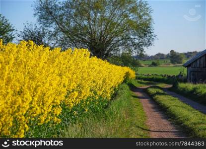 Rural tracks by a blossom canola field. From the swedish island Oland.