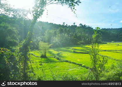 Rural tropical landscapes in Palawan island, Philippines.